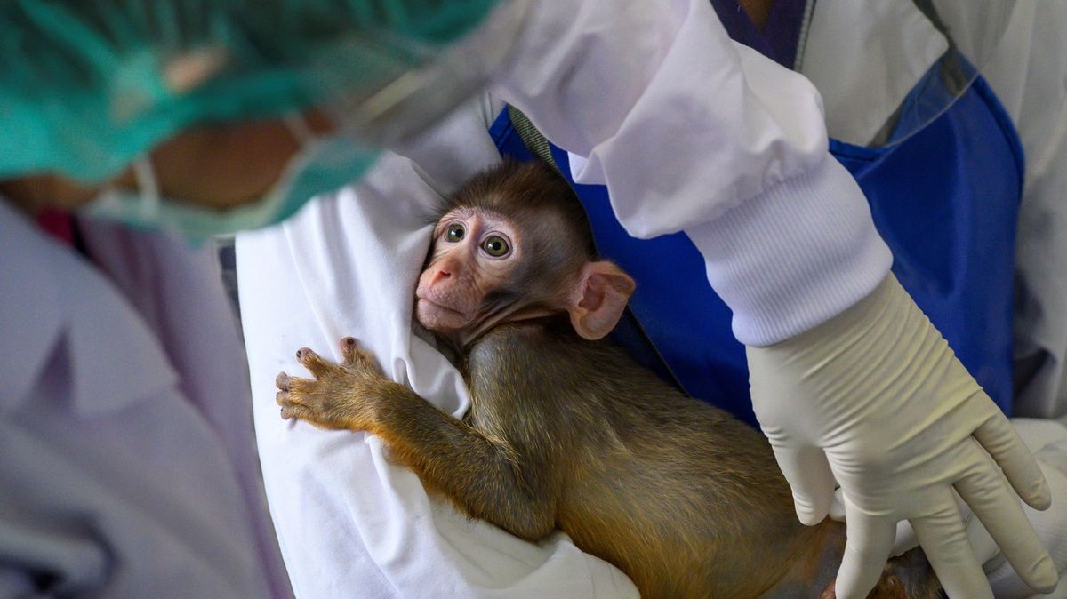 Takhle testují na opicích vakcíny proti covid-19